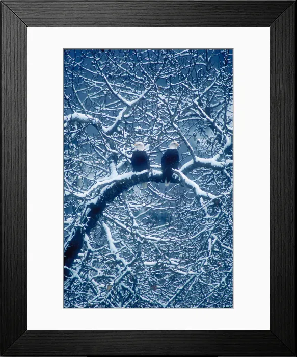 Framed Print : Pair of bald eagles Framed Print : Pair of bald eagles