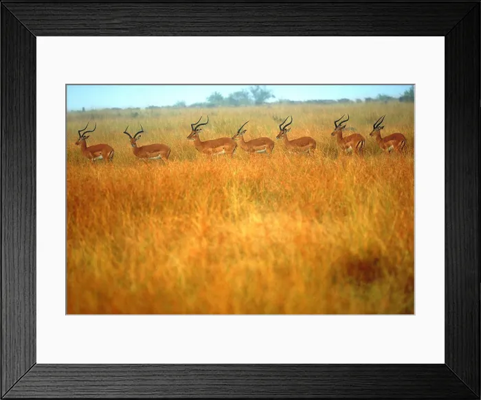 Framed Print : Impalas