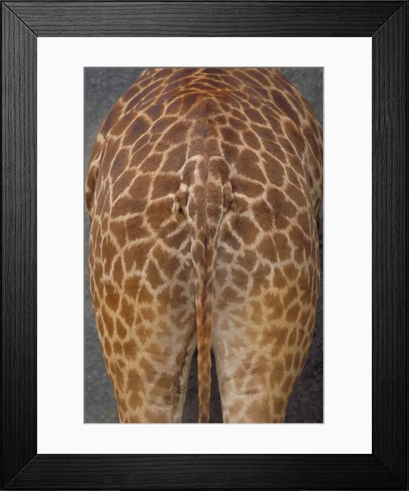 Framed Print : Giraffe. Africa