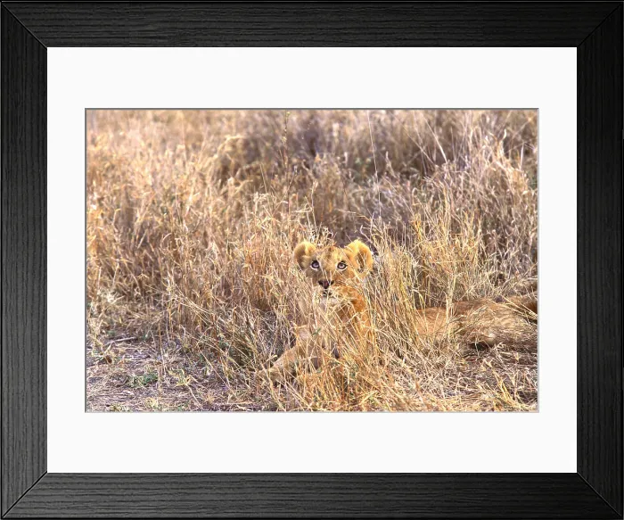 Framed Print : Lioness. South Africa, Londolozi Preserve, Lion (Panthera leo) sitting in grass Framed Print : Lioness. South Africa, Londolozi Preserve, Lion (Panthera leo) sitting in grass