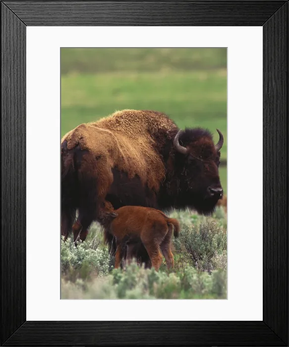 Framed Print : Bison feeding calf Framed Print : Bison feeding calf