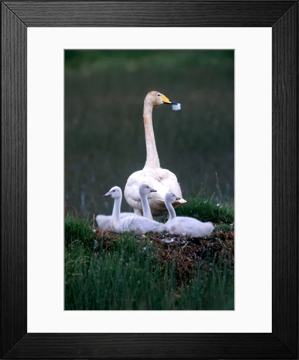 Framed Print : Whooper Swan with Cygnets Framed Print : Whooper Swan with Cygnets