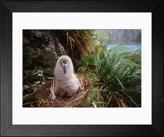 Framed Print : Light-mantled Sooty Albatross Framed Print : Light-mantled Sooty Albatross