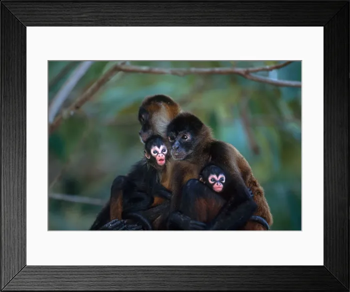 Framed Print : Spider monkeys Framed Print : Spider monkeys