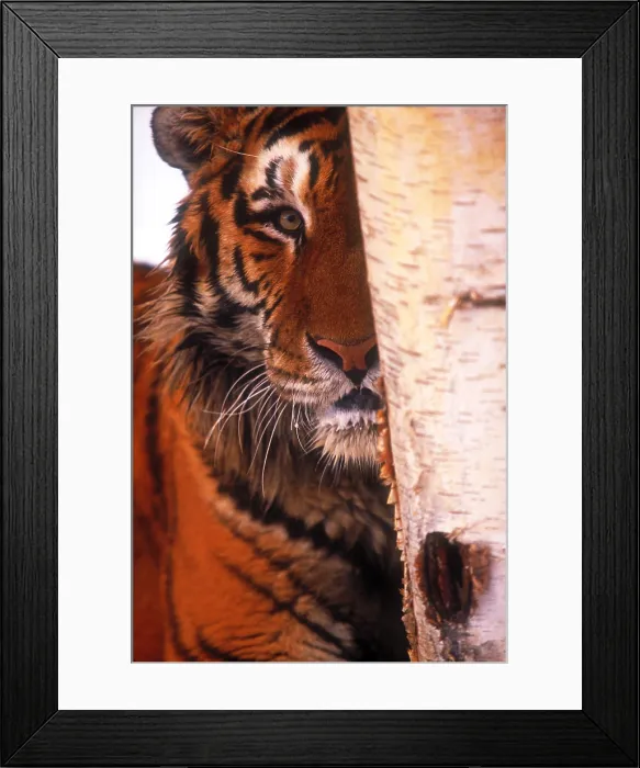 Framed Print : Tiger Framed Print : Tiger