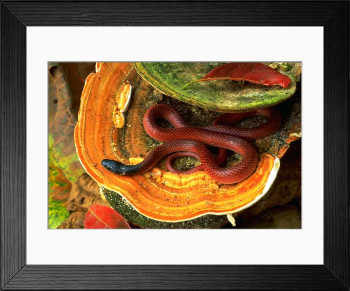 Framed Print : Snake on bracket fungus Framed Print : Snake on bracket fungus