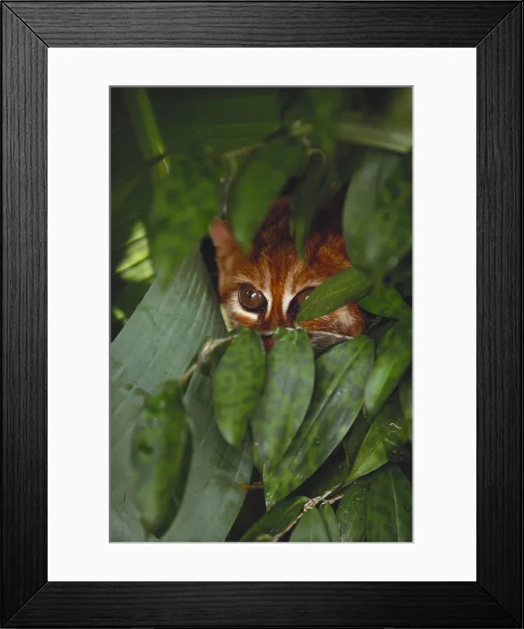 Framed Print : Flat Headed Cat Framed Print : Flat Headed Cat