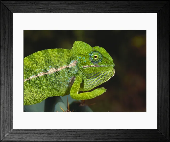 Framed Print : Jewel Chameleon Framed Print : Jewel Chameleon
