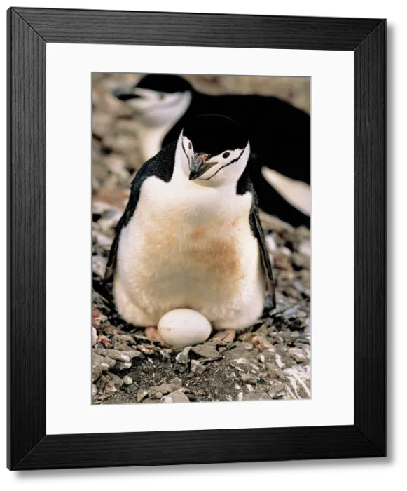 Framed Print : Chinstrap Penguin with egg Framed Print : Chinstrap Penguin with egg