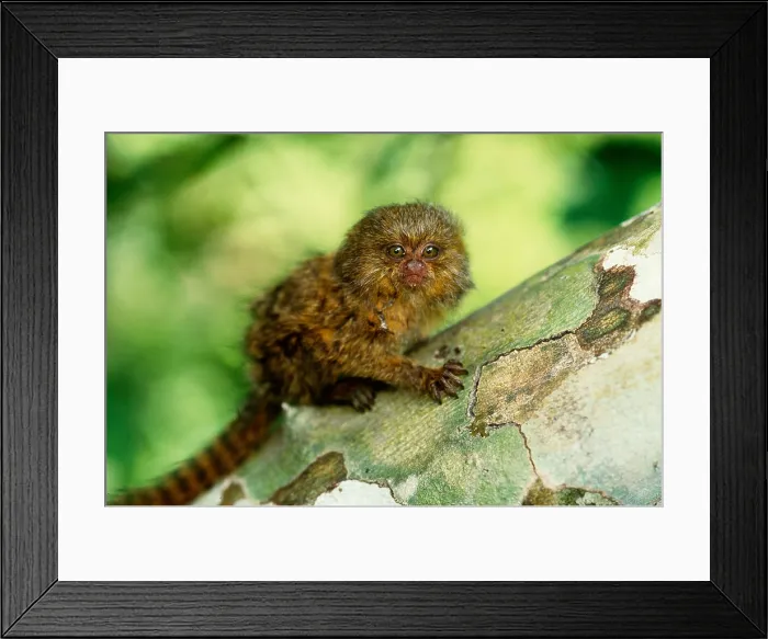 Framed Print : Pygmy Marmoset