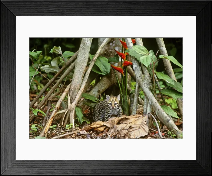 Framed Print : Ocelot (Leopardus pardalis)