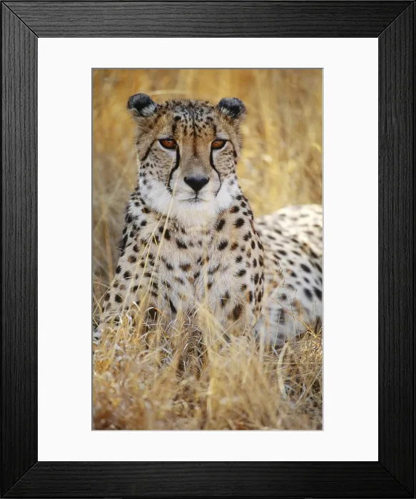 Framed Print : Cheetah (Acinonyx jubatus) in the Okavango River Delta, Botswana Framed Print : Cheetah (Acinonyx jubatus) in the Okavango River Delta, Botswana
