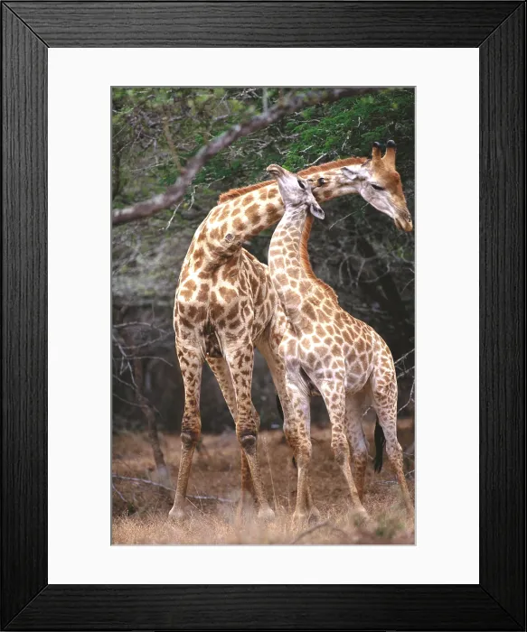 Framed Print : Giraffe. South African giraffes (Giraffa camelopardalis giraffa) necking in South Africa
