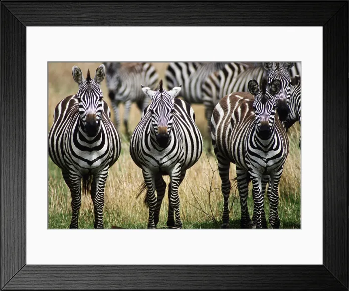 Framed Print : Grant's Zebras, Tanzania Framed Print : Grant's Zebras, Tanzania