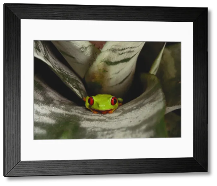 Framed Print : Red-Eyed Tree Frog Framed Print : Red-Eyed Tree Frog