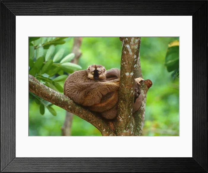 Framed Print : Brown lemur Framed Print : Brown lemur