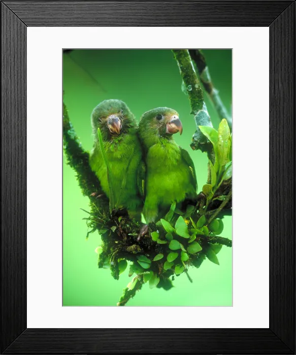 Framed Print : Cobalt-winged parakeets Framed Print : Cobalt-winged parakeets