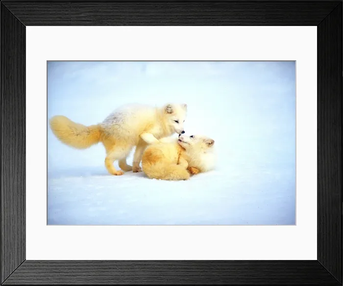 Framed Print : Arctic foxes at play Framed Print : Arctic foxes at play