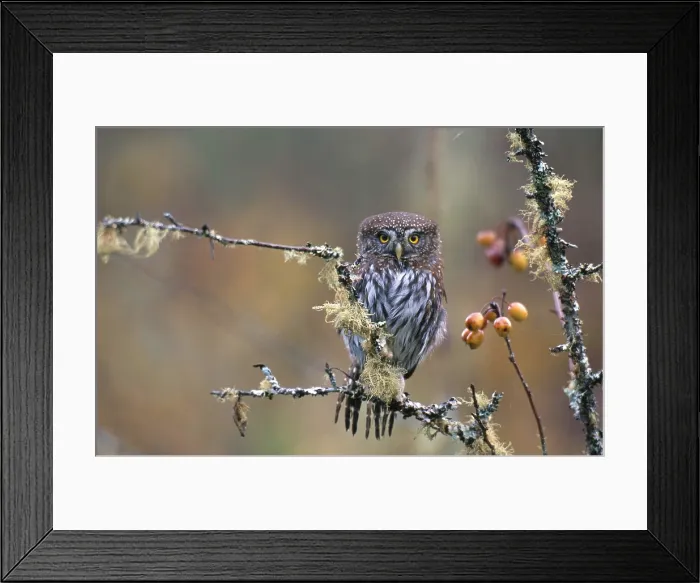 Framed Print : Pygmy Owl, (Glaucidium gnoma) Framed Print : Pygmy Owl, (Glaucidium gnoma)