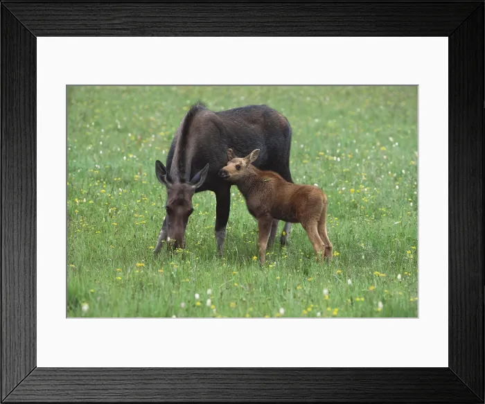 Framed Print : Moose with calf Framed Print : Moose with calf