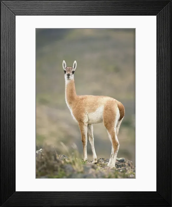 Framed Print : Guanaco. Chile, Torres Del Paine National Park, Guanaco (Lama guanicoe)