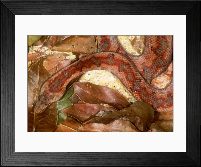 Framed Print : Solomon Island ground boa Framed Print : Solomon Island ground boa