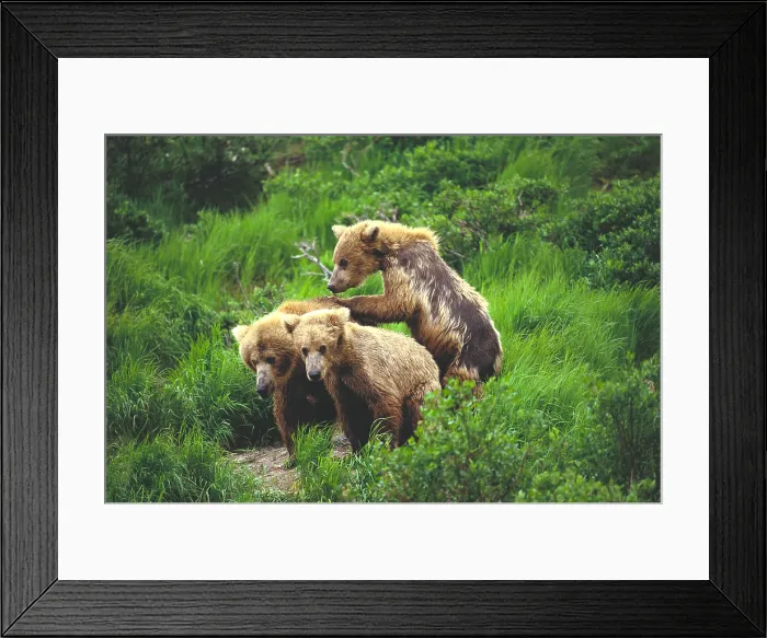 Framed Print : Grizzly or Brown Bears Framed Print : Grizzly or Brown Bears