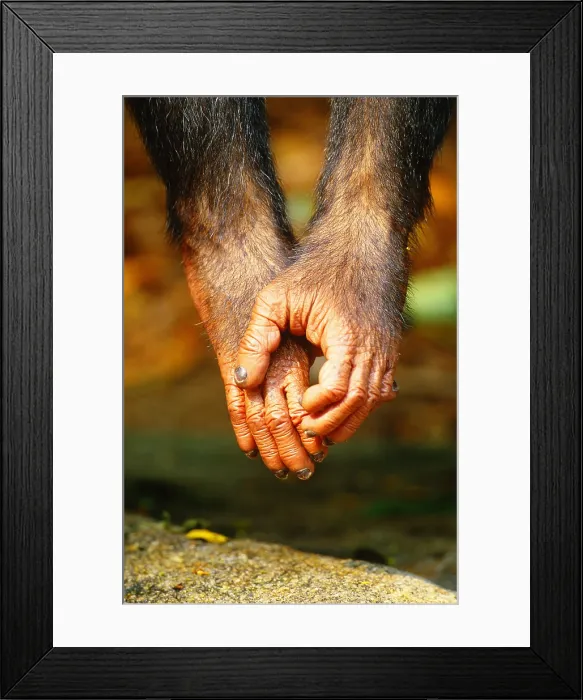 Framed Print : Chimpanzee hands Framed Print : Chimpanzee hands