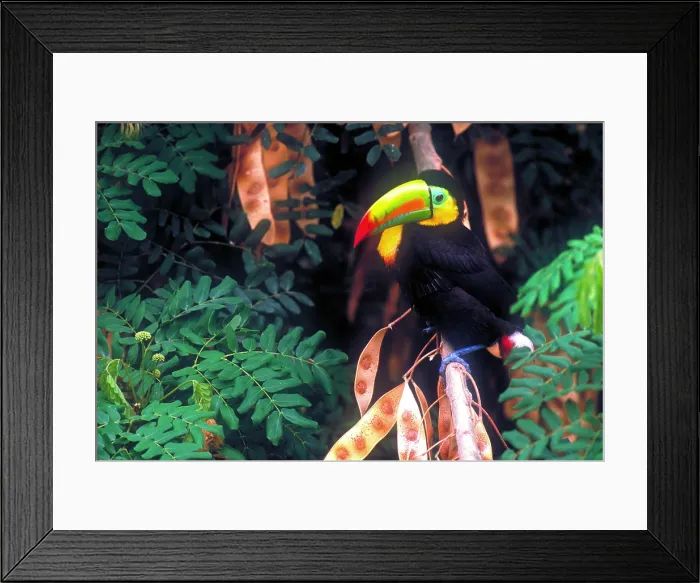 Framed Print : Keel-billed toucan Framed Print : Keel-billed toucan