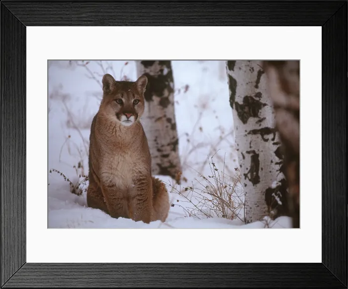 Framed Print : Cougar (Puma concolor); Montana Framed Print : Cougar (Puma concolor); Montana