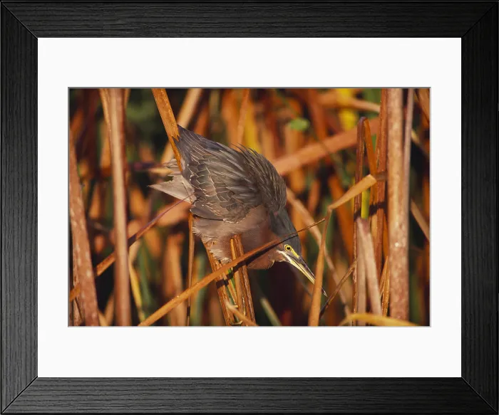 Framed Print : Green-Backed Heron Framed Print : Green-Backed Heron
