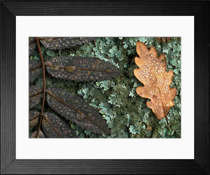 Framed Print : Fallen leaves Framed Print : Fallen leaves