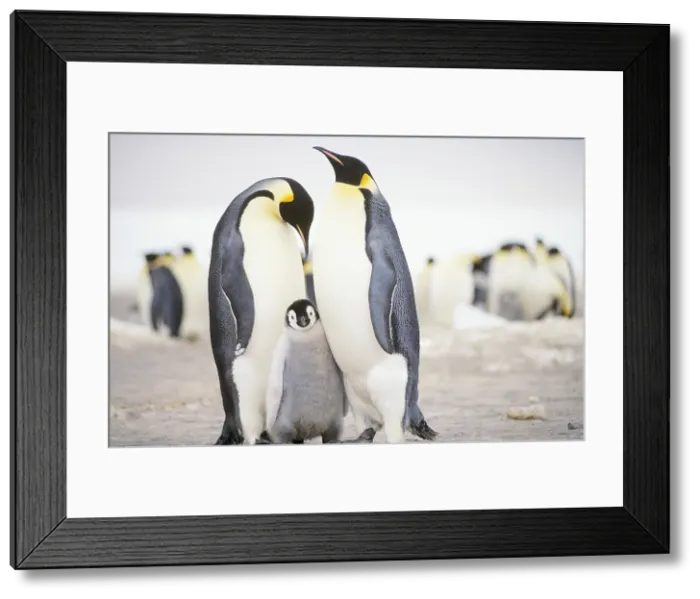 Framed Print : Emperor Penguins with chick