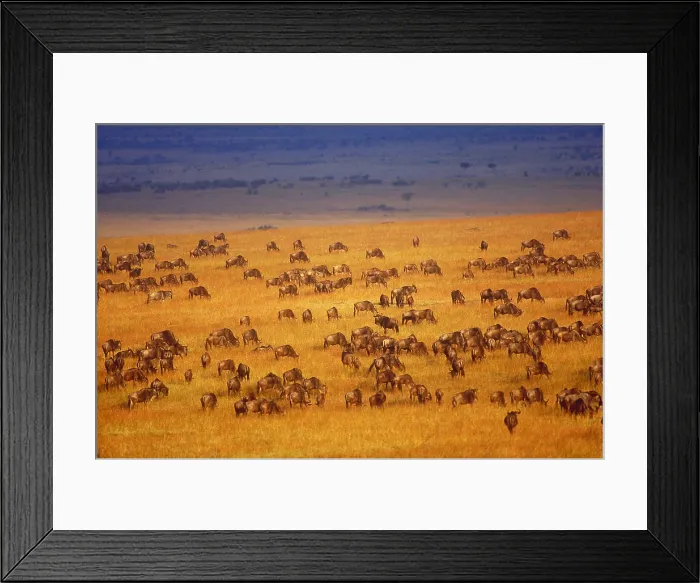 Framed Print : White-bearded wildebeest herd Framed Print : White-bearded wildebeest herd