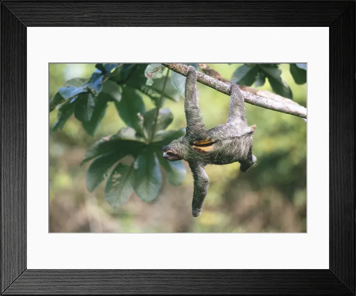 Framed Print : Three-toed Sloth Framed Print : Three-toed Sloth