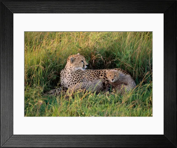 Framed Print : Cheetah (Acinonyx jubatus) mother and cub in Masai Mara Reserve, Kenya Framed Print : Cheetah (Acinonyx jubatus) mother and cub in Masai Mara Reserve, Kenya