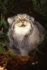 Pallas cat or Manul, a Rare Type of Wild Cat Photo Cushion