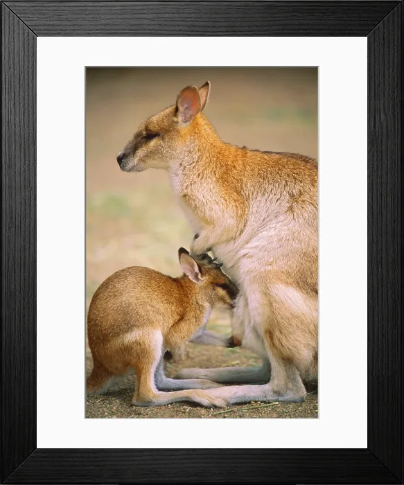 Framed Print : Agile Wallaby Framed Print : Agile Wallaby