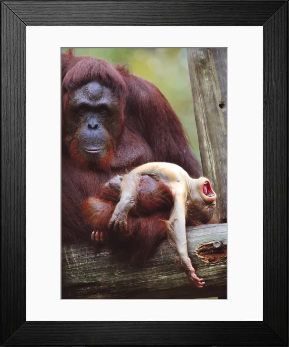 Framed Print : Borneon orangutan with baby Framed Print : Borneon orangutan with baby