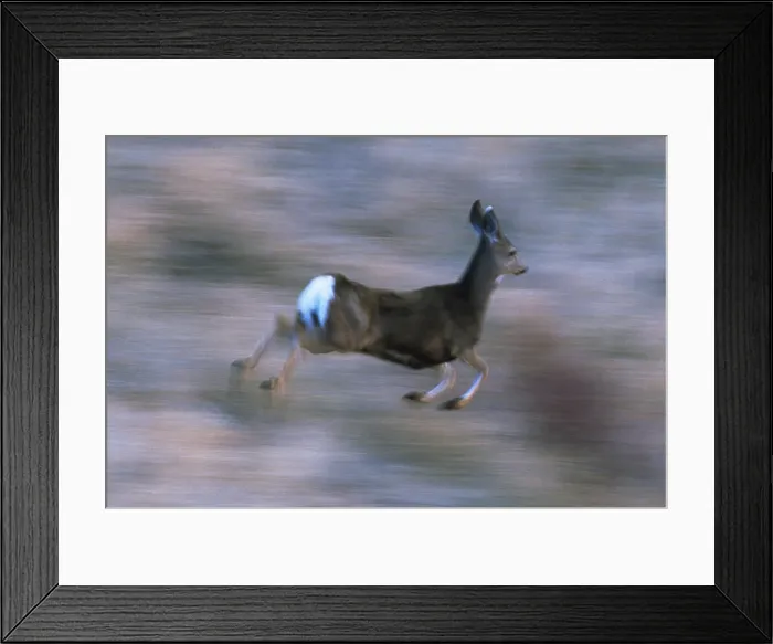 Framed Print : Mule deer running Framed Print : Mule deer running