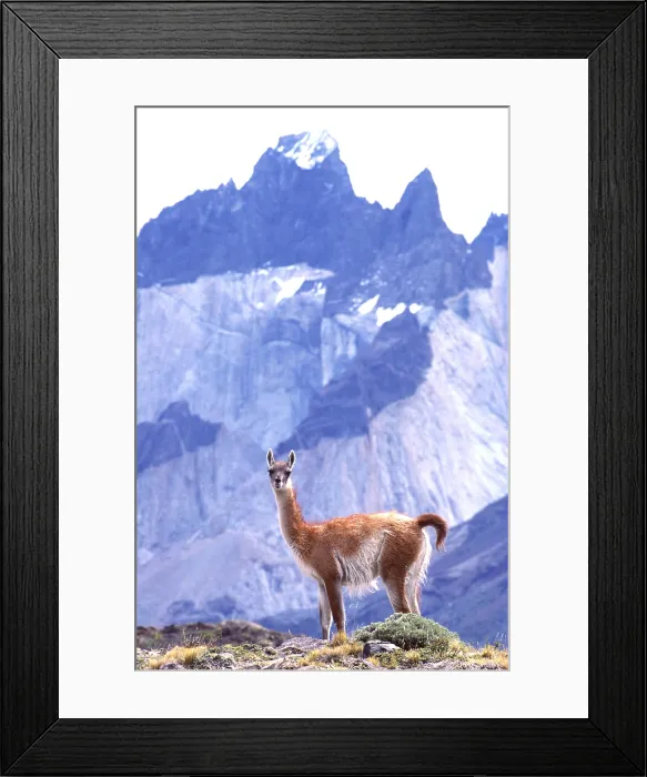 Framed Print : Guanaco (Lama guanicoe) Framed Print : Guanaco (Lama guanicoe)