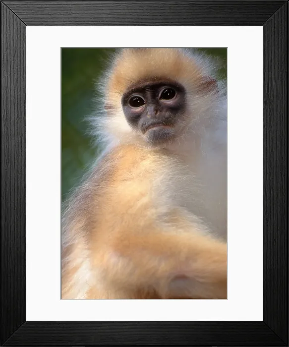 Framed Print : Banded Leaf Monkey Framed Print : Banded Leaf Monkey