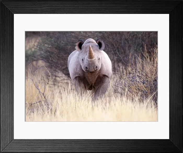 Framed Print : Black Rhinoceros