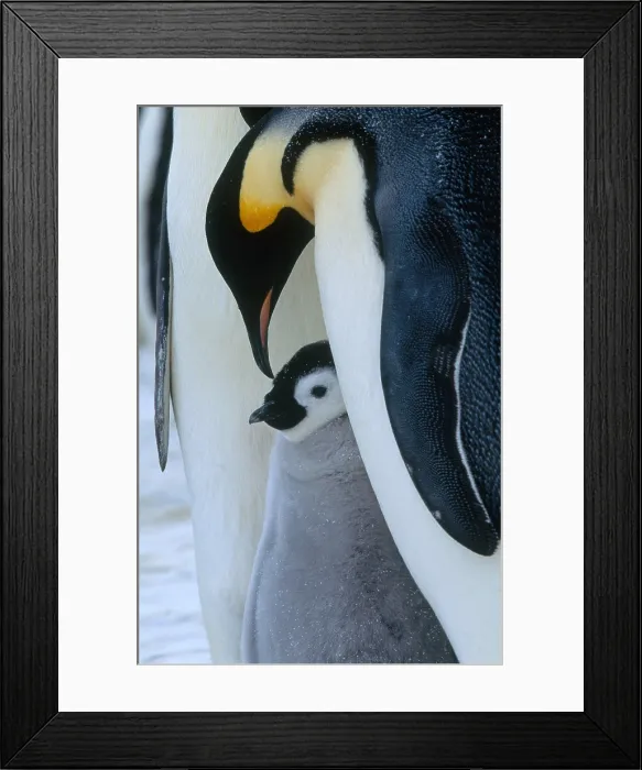 Framed Print : Emperor Penguin chick with adult Framed Print : Emperor Penguin chick with adult