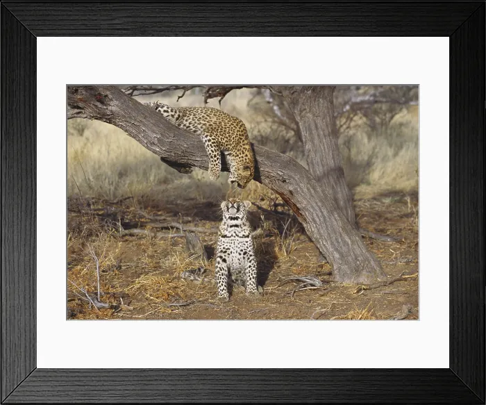 Framed Print : Two leopards Framed Print : Two leopards