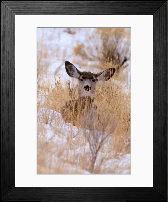 Framed Print : Blacktail or Mule Deer Framed Print : Blacktail or Mule Deer