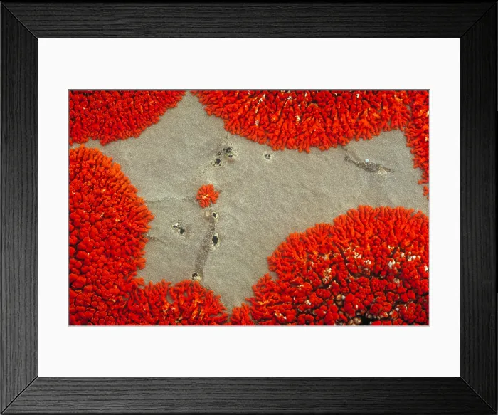 Framed Print : Lichen patterns on rock Framed Print : Lichen patterns on rock