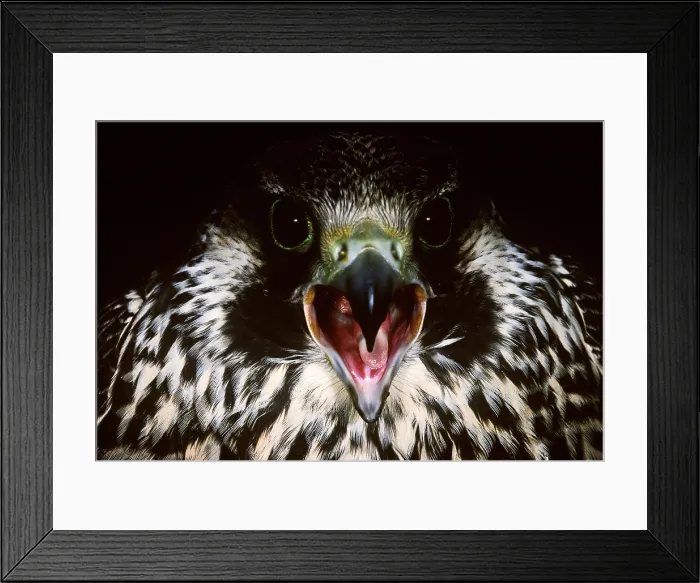 Framed Print : Peregrine Falcon Framed Print : Peregrine Falcon
