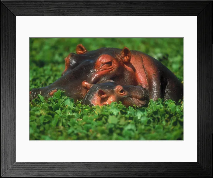 Framed Print : Mother hippo and calf Framed Print : Mother hippo and calf