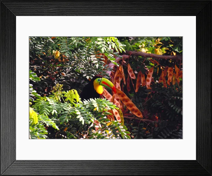 Framed Print : Keel-billed Toucan Framed Print : Keel-billed Toucan